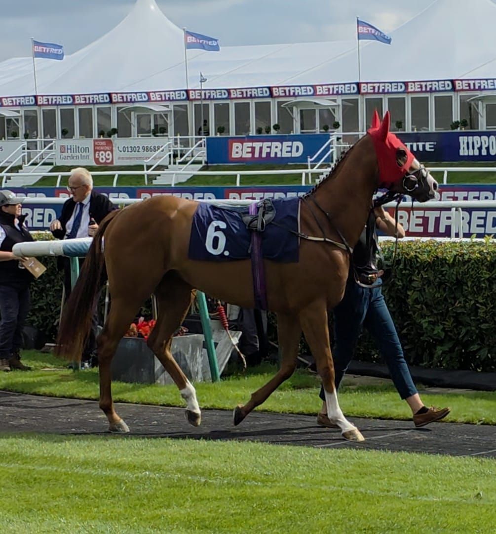 Fortification in the parade ring at Doncaster