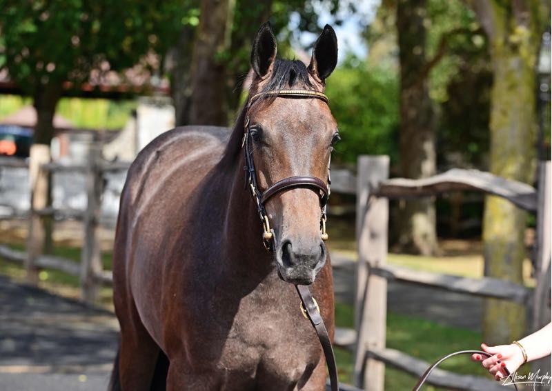 Blurred preview image for GoldenBlue Smarty; not the colt himself