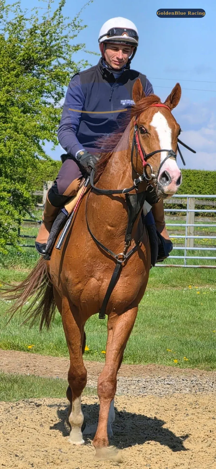 Exercise rider guiding a chestnut racehorse through a morning training session in GoldenBlue blue and gold kit