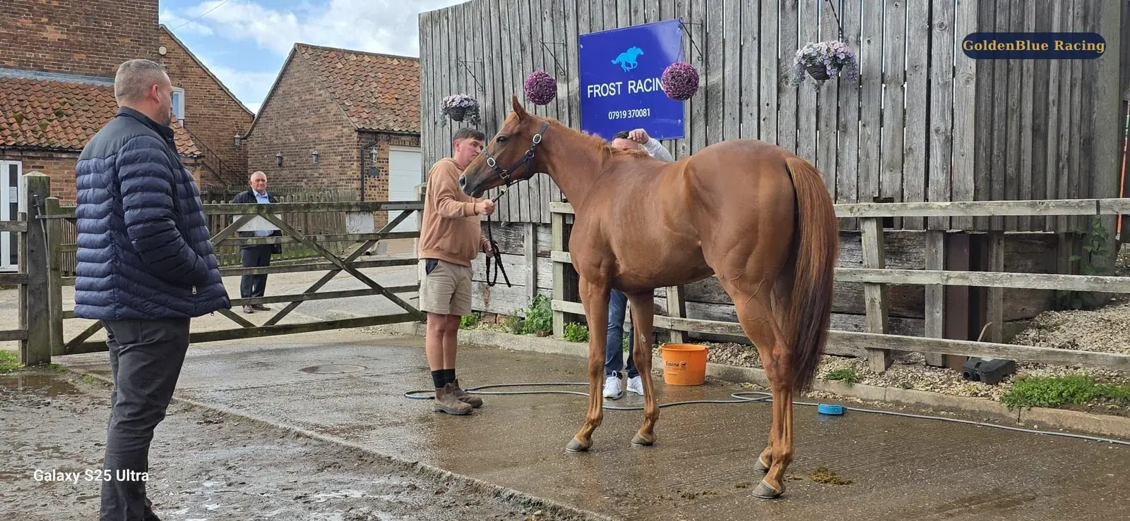 A chestnut horse standing with its team in a stable yard during a visit