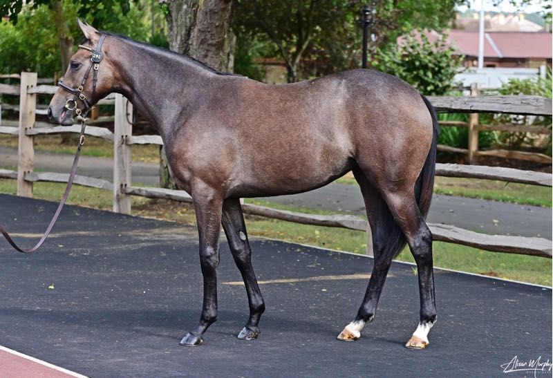 Yearling horse standing for a conformation display in a preparation yard