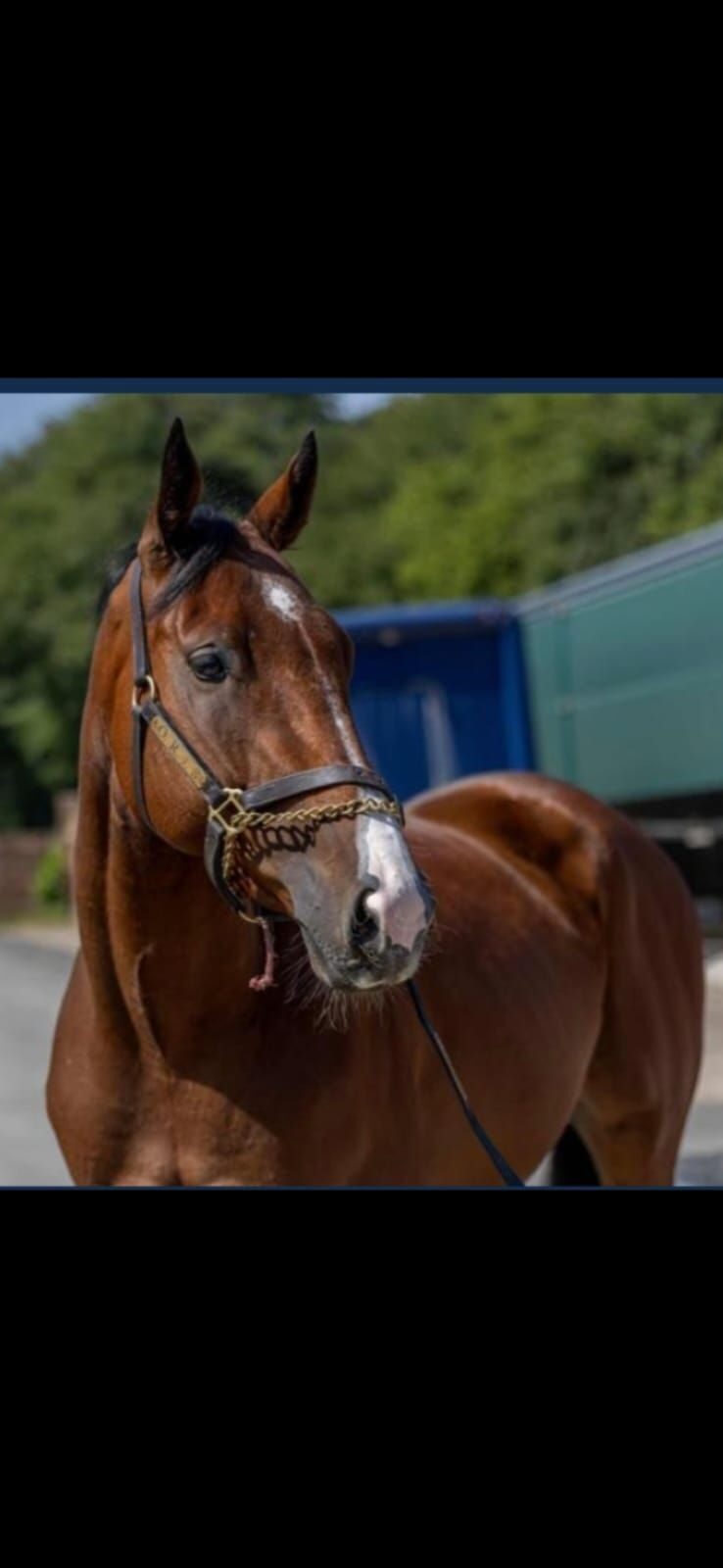 Proven Valour horse portrait