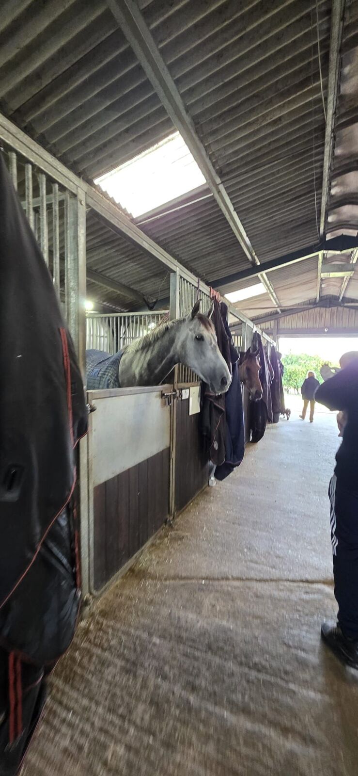 Horses looking over their stable doors along the aisle at Susan Corbett’s yard.