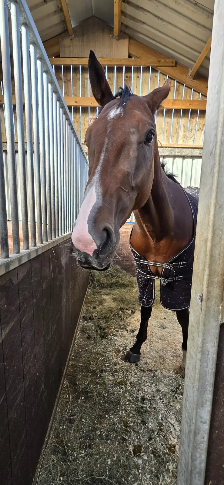 A bay horse with a white facial stripe looking out from his stable.