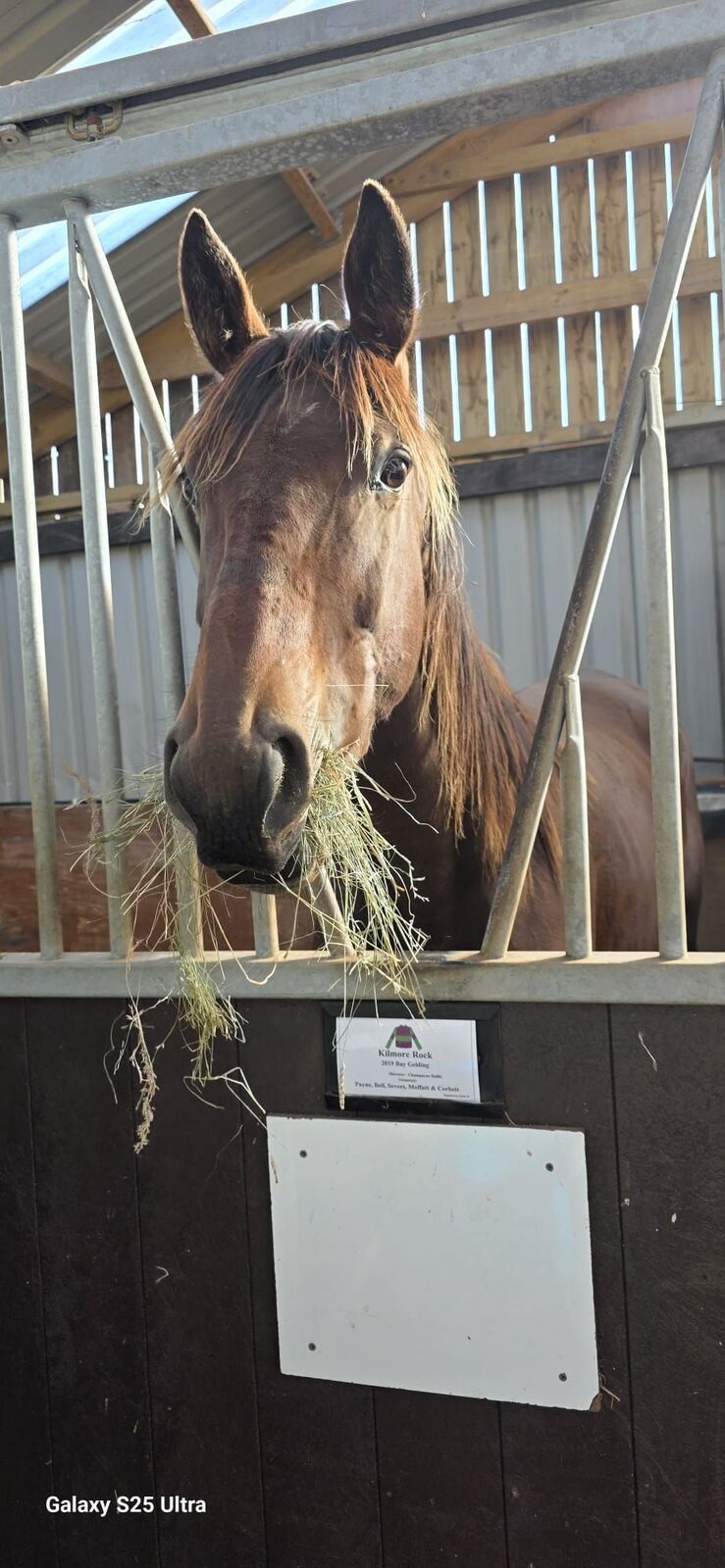 A horse eating hay from a hay net in his stable.