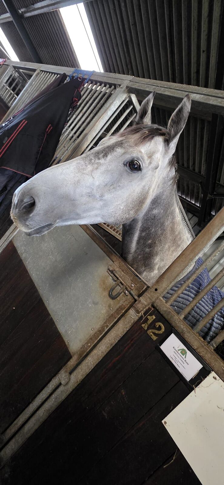 A grey horse looking out over the door of his stable at the yard.