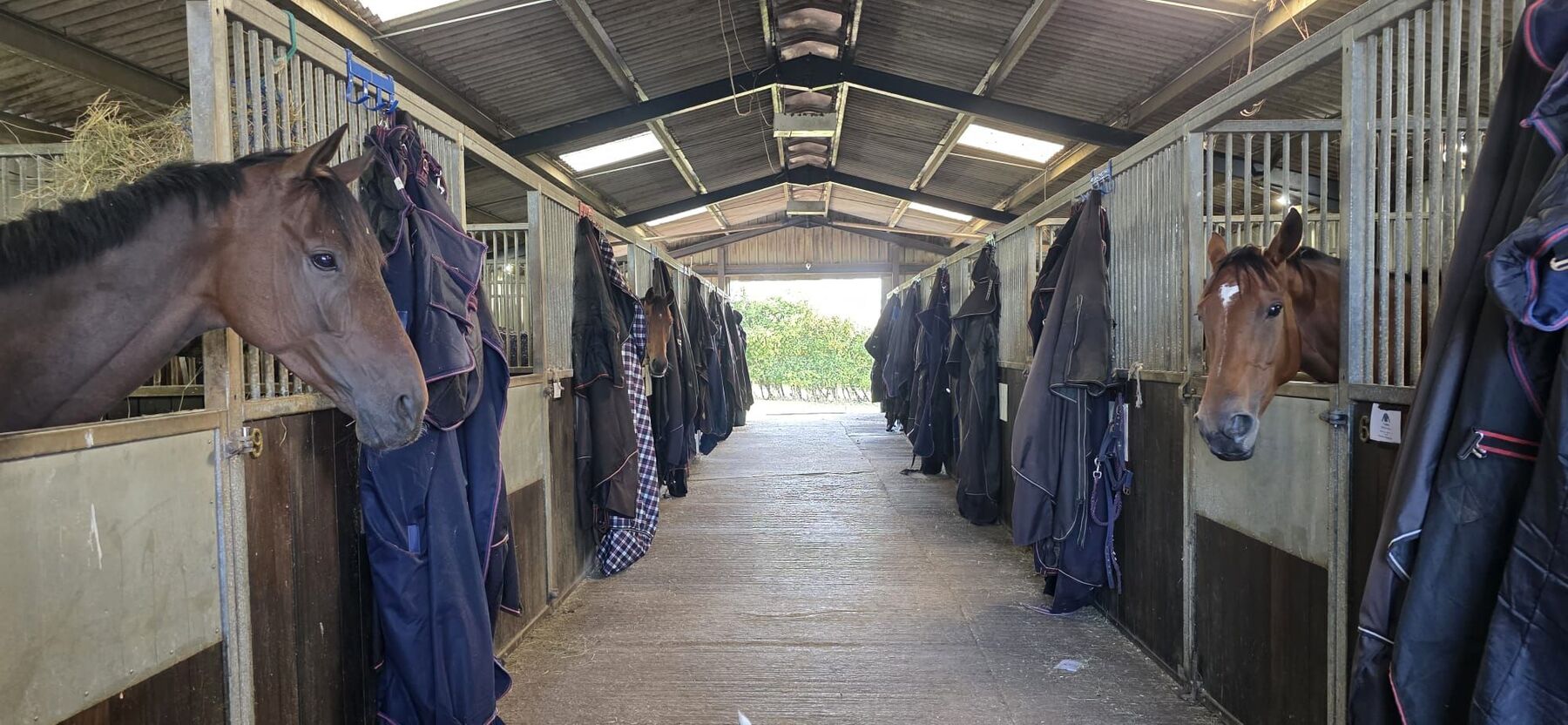 Wide view down a working stable aisle, with horses standing at their boxes.