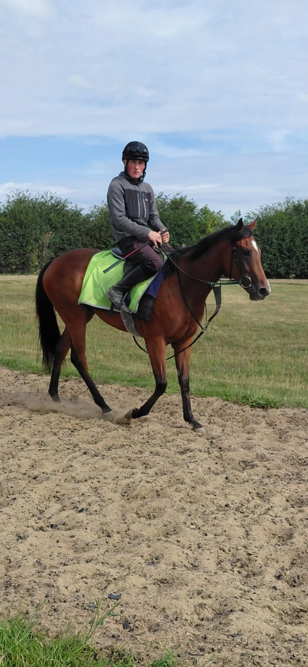 Suenicora Star working on the gallops